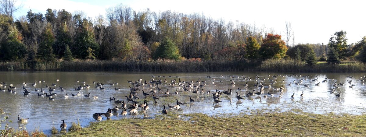 Geese gathering