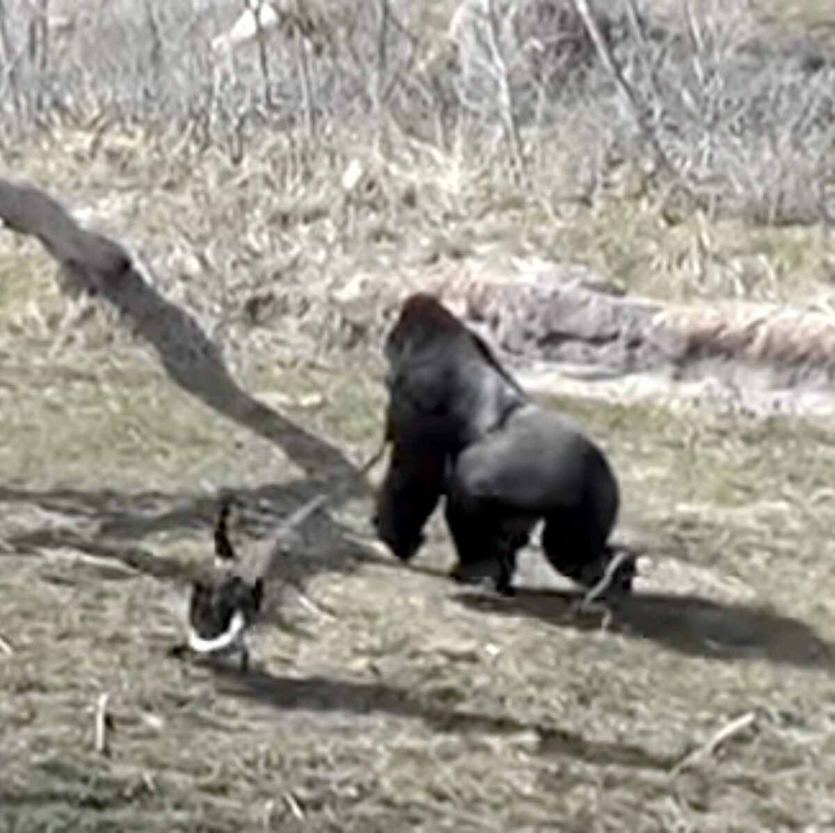 Goose attacks gorilla