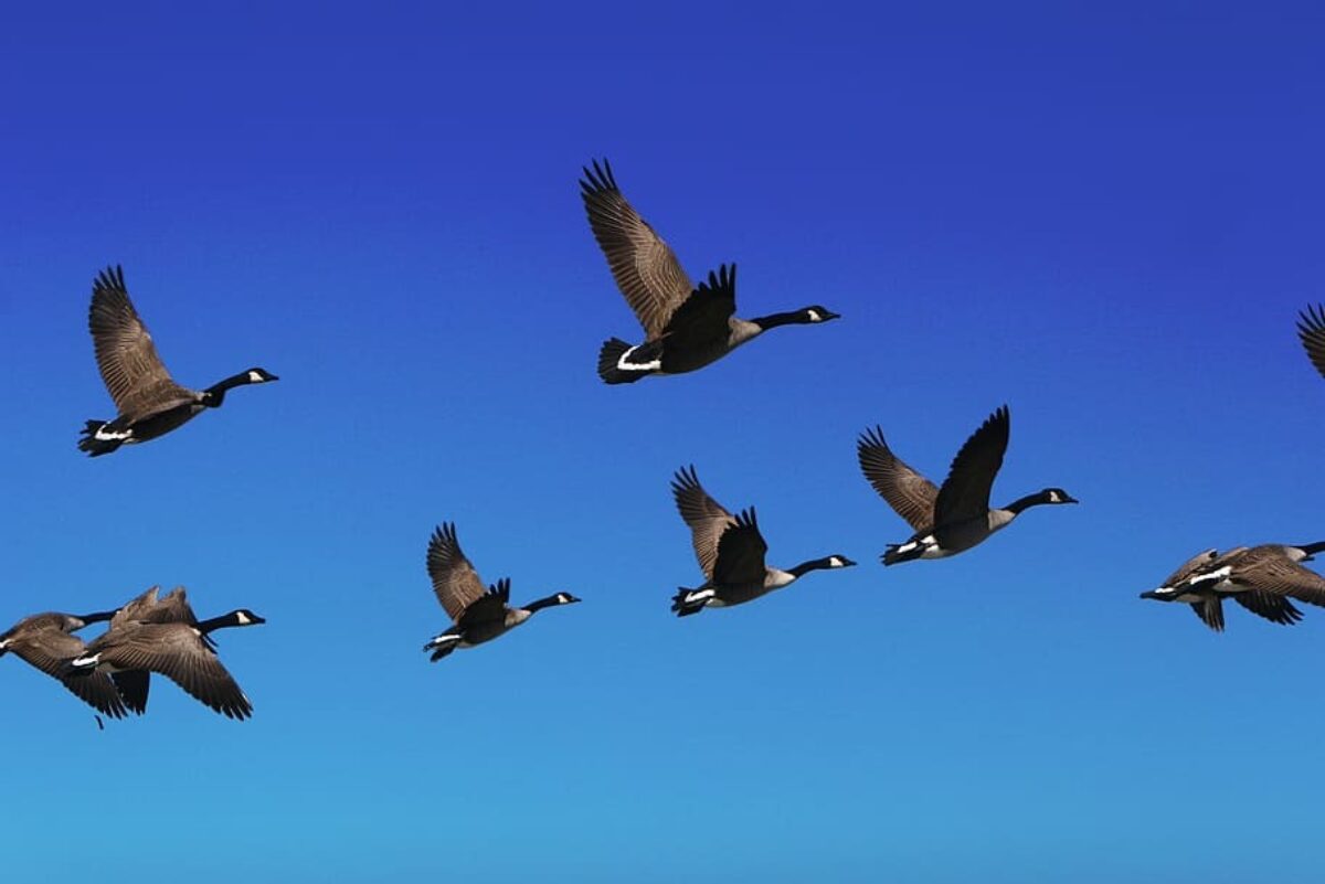 About those geese: Is that a skein or a flock?